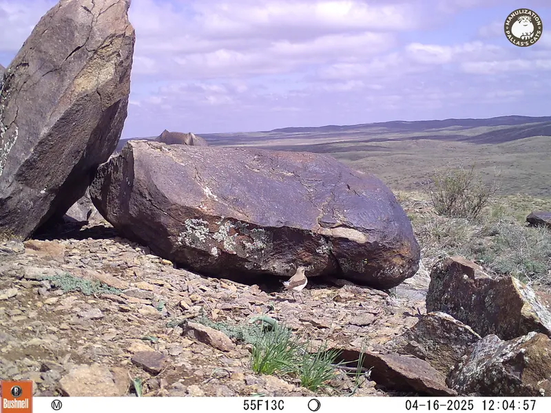 A photograph of a Pallas&#039;s cat from Koshkar camera trap