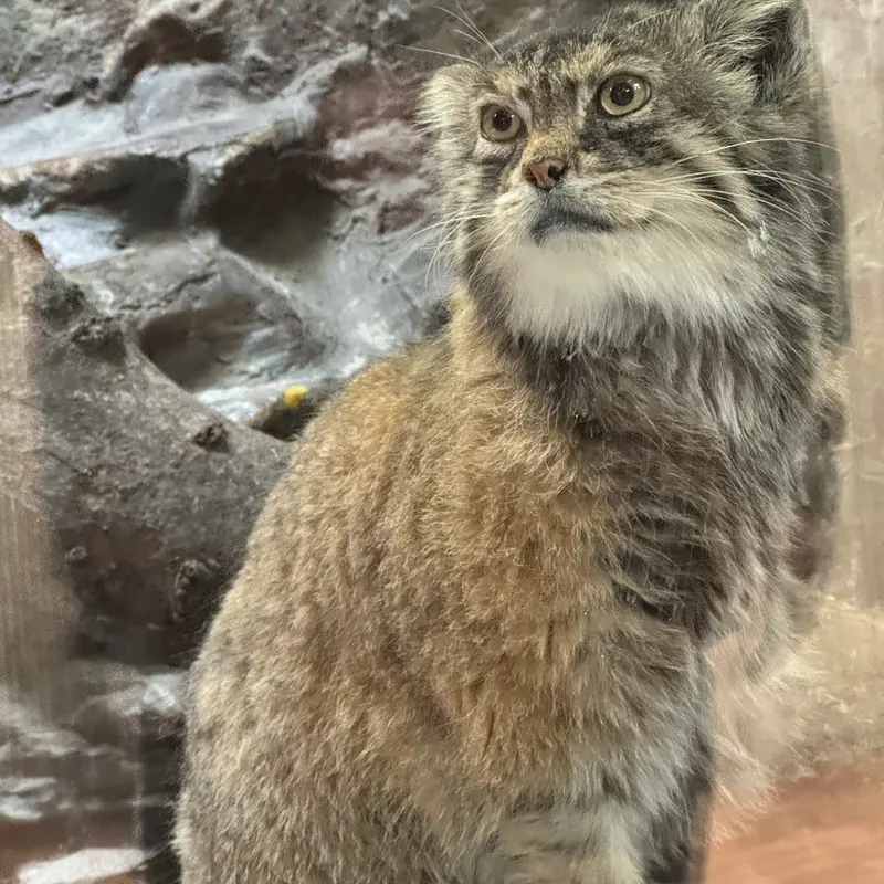 A photograph of Primula in Ueno Zoological Gardens