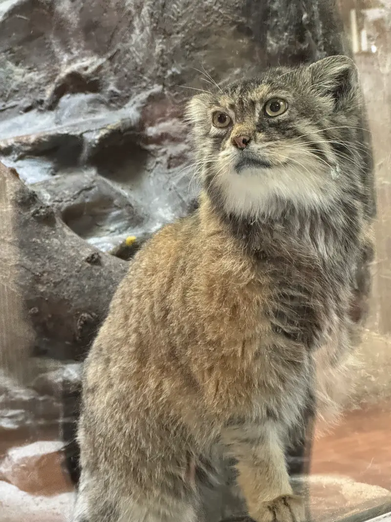 A photograph of Primula in Ueno Zoological Gardens