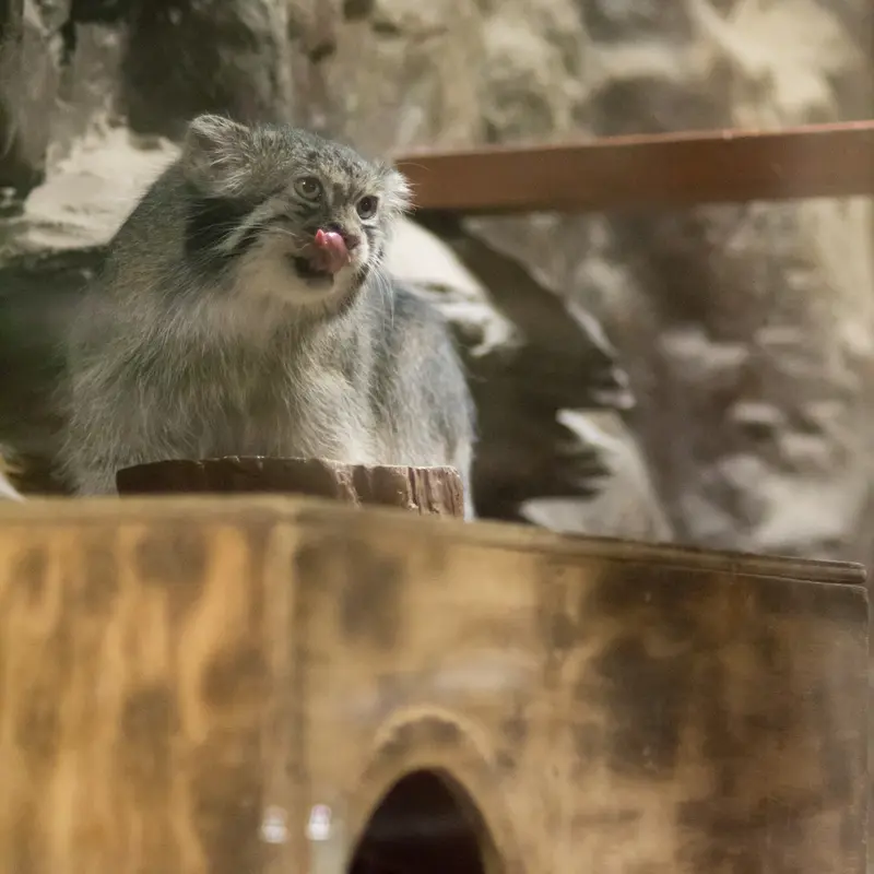 A photograph of Klyon in Ueno Zoological Gardens