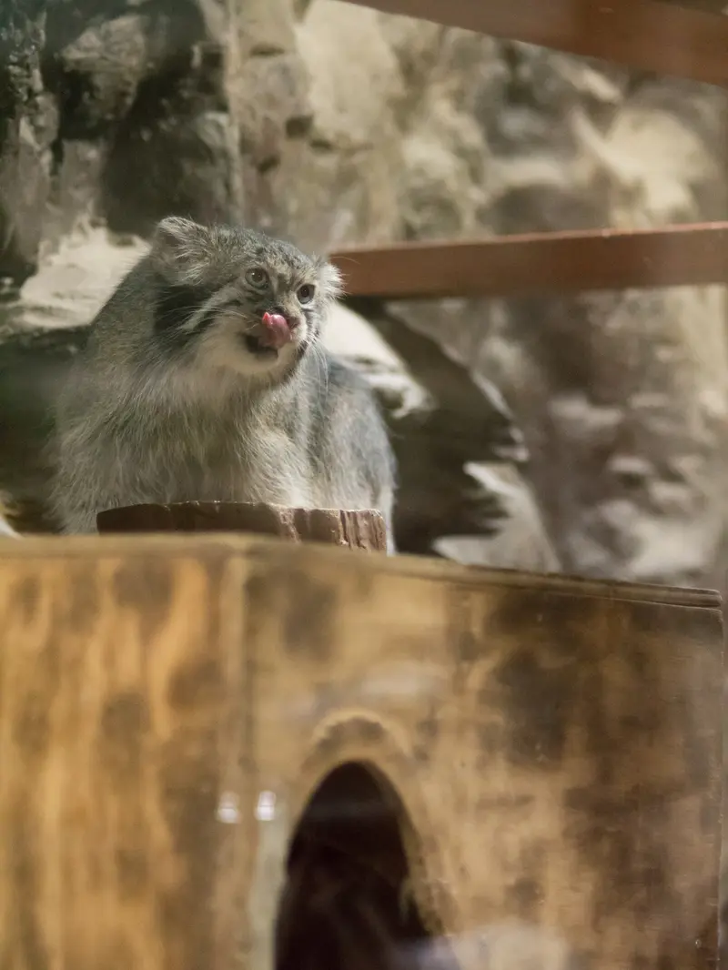 A photograph of Klyon in Ueno Zoological Gardens