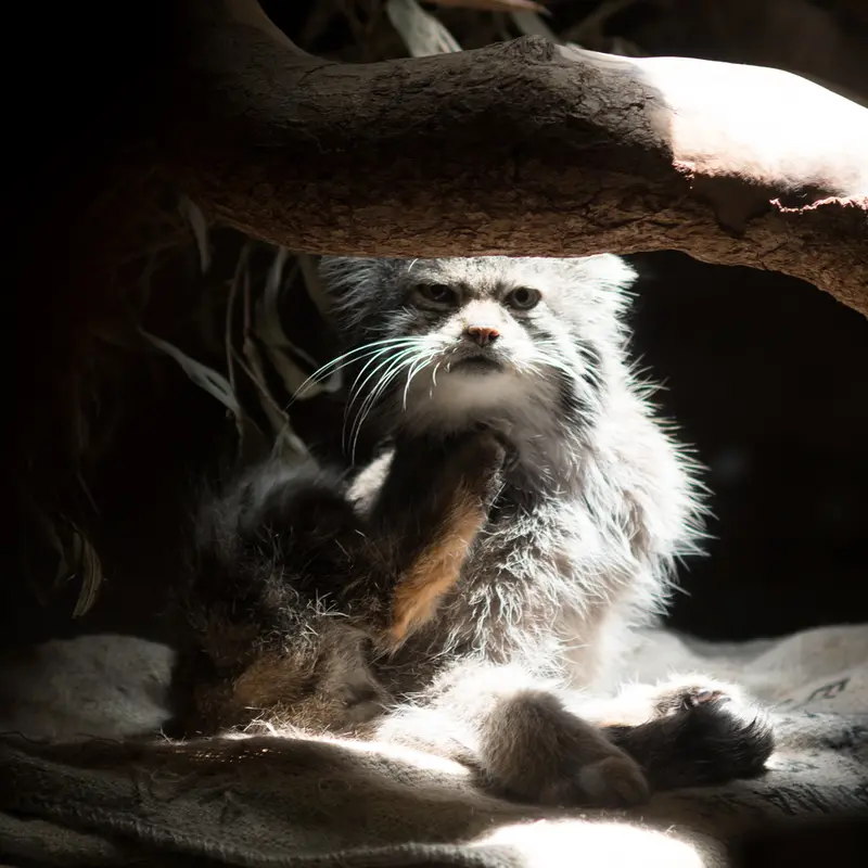 A photograph of Klyon in Ueno Zoological Gardens