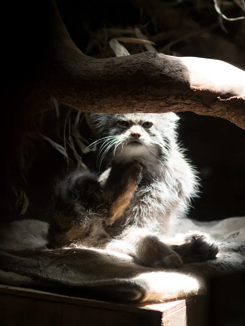 A photograph of Klyon in Ueno Zoological Gardens