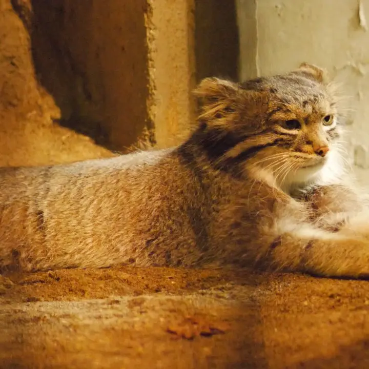A photograph of a Pallas's cat in Nogeyama Zoo