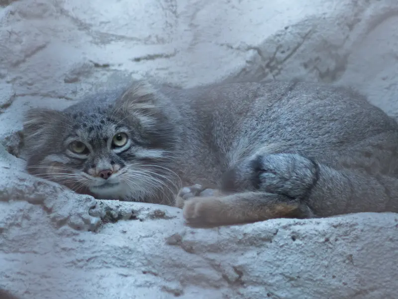 A photograph of Figa in Nogeyama Zoo