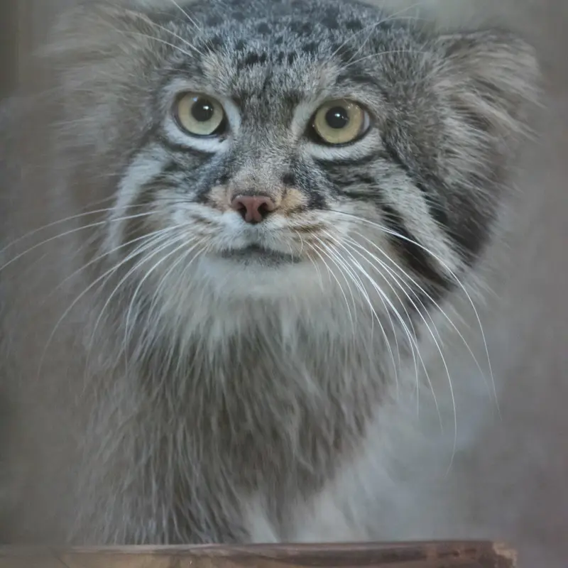A photograph of Figa in Nogeyama Zoo