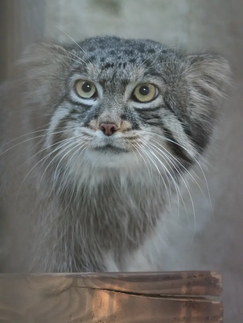 A photograph of Figa in Nogeyama Zoo