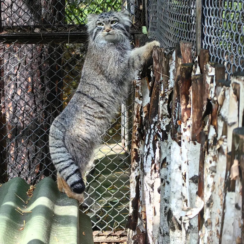 A photograph of Son of Lolo 2024 Ⅰ in Novosibirsk Zoo