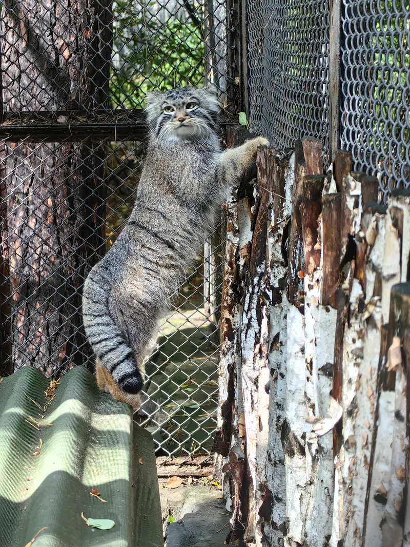 A photograph of Son of Lolo 2024 Ⅰ in Novosibirsk Zoo