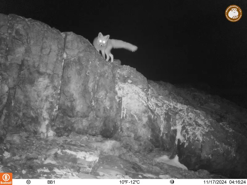 A photograph of Red fox from Aktas-Kunkora camera trap