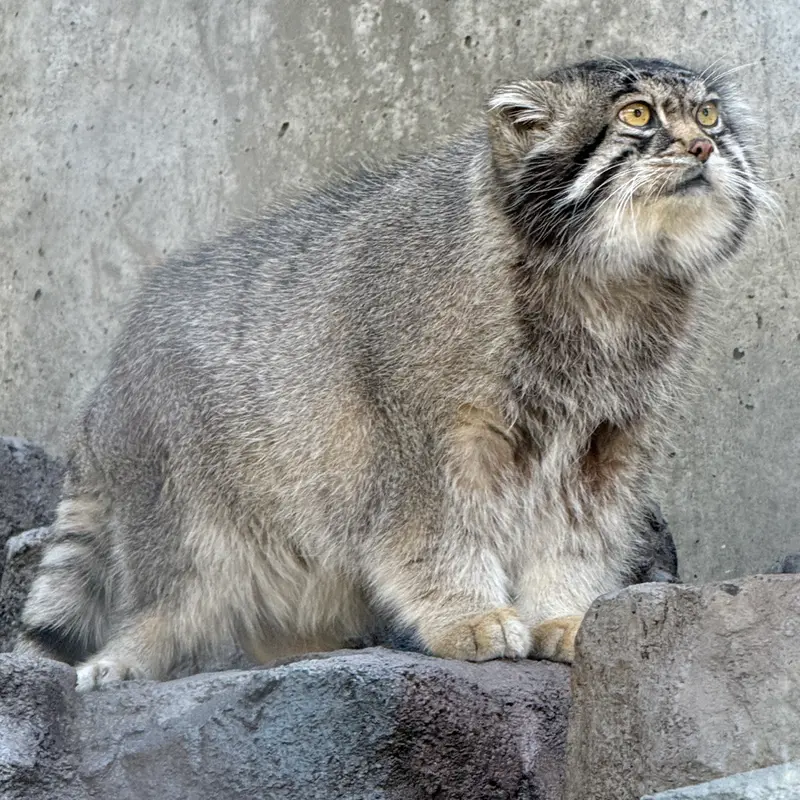 A photograph of Grusha in Asahiyama Zoo