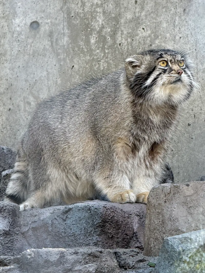 A photograph of Grusha in Asahiyama Zoo