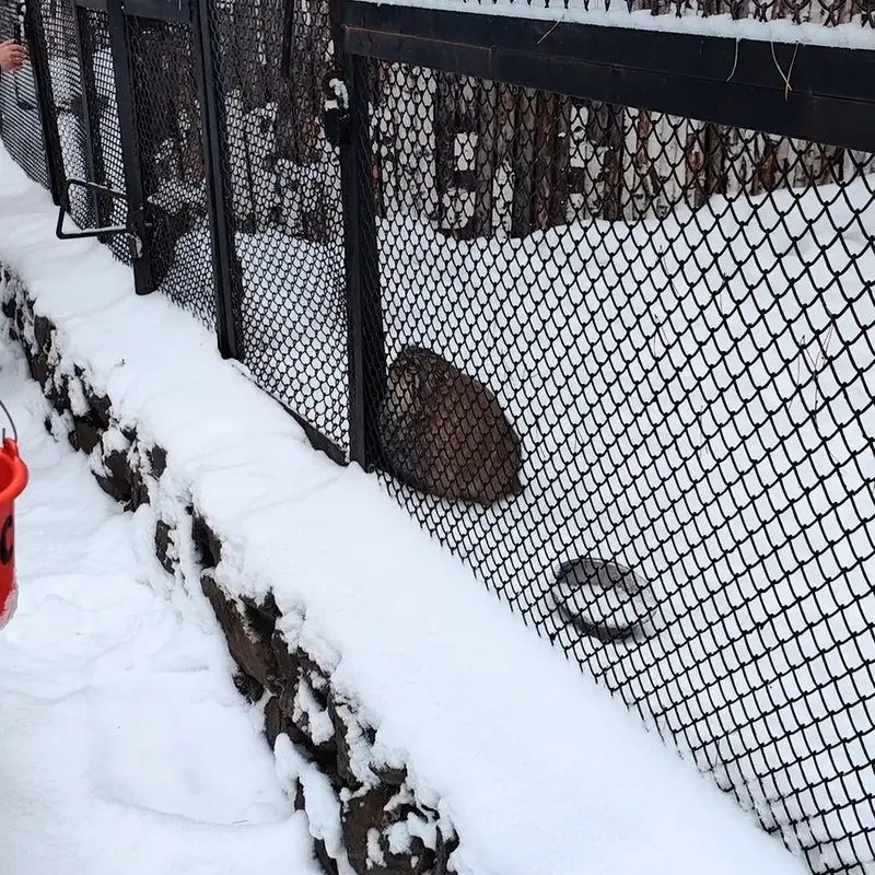 A photograph of a Pallas's cat in Novosibirsk Zoo