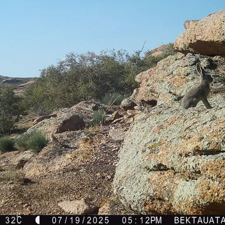 A photograph of a Pallas's cat from Bektauata 2 camera trap