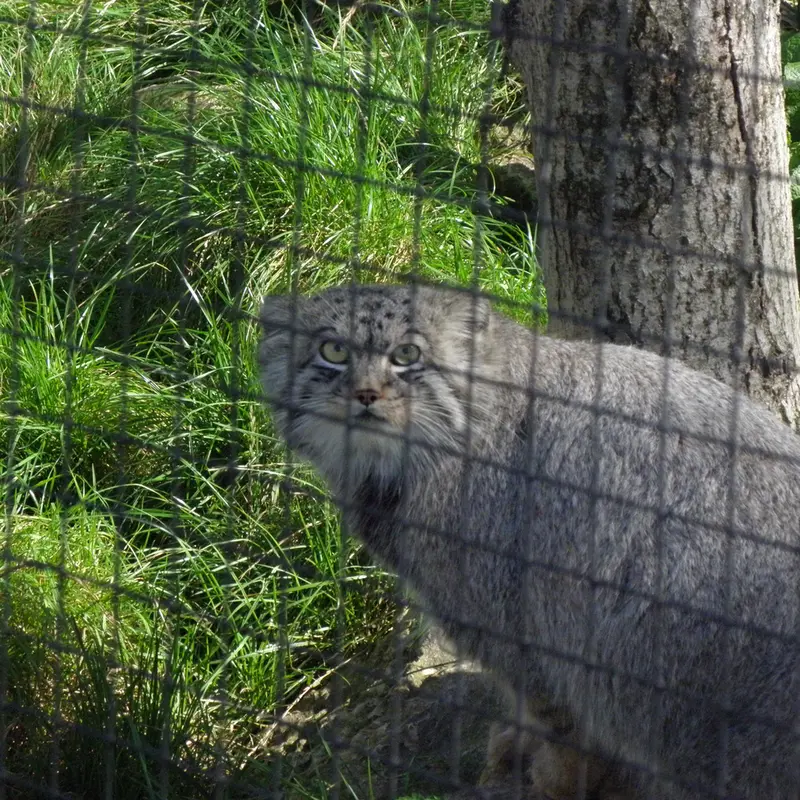 A photograph of a Pallas's cat in The Lakeland Wildlife Oasis
