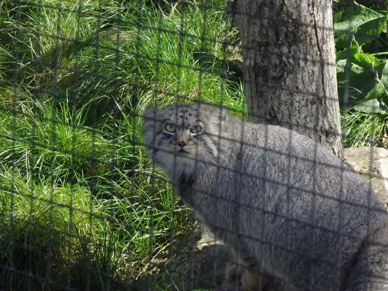 A photograph of a Pallas's cat in The Lakeland Wildlife Oasis