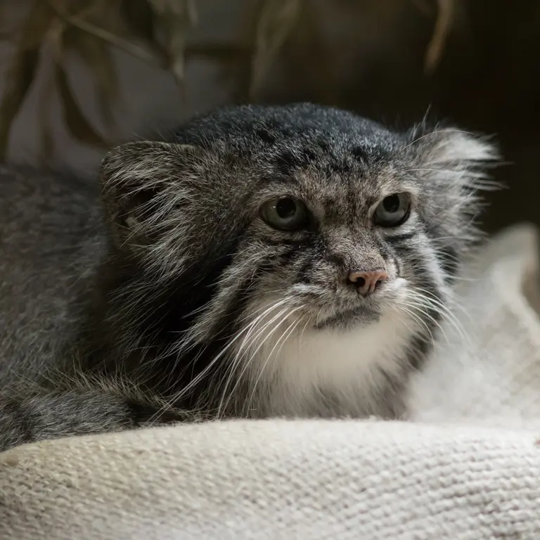 A photograph of Klyon in Ueno Zoological Gardens