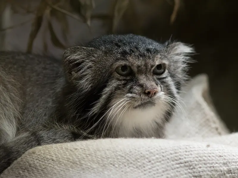 A photograph of Klyon in Ueno Zoological Gardens