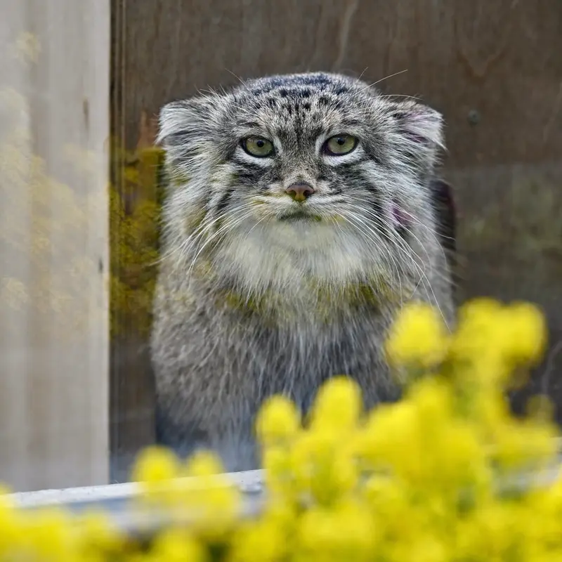 A photograph of Oliva in Saitama Children's Zoo