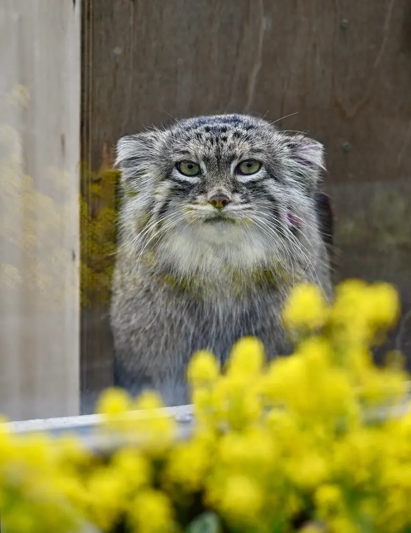 A photograph of Oliva in Saitama Children's Zoo