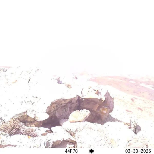A photograph of Pika from Besshoky 1 camera trap