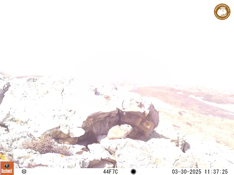 A photograph of Pika from Besshoky 1 camera trap
