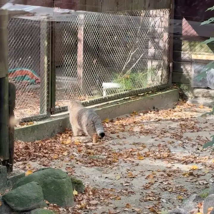 A photograph of Bozenka in Poznan New Zoo