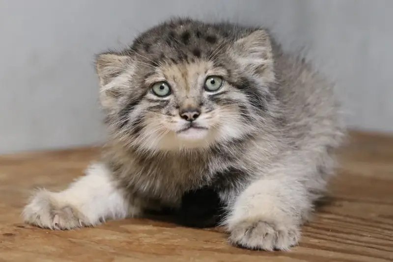A photograph of a Pallas's cat in Kobe Animal Kingdom