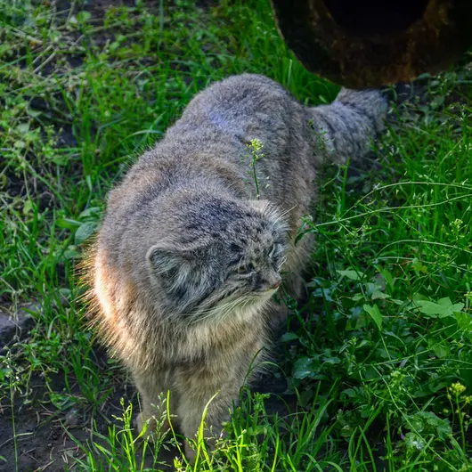 A photograph of Bohus in Budapest Zoo &amp; Botanical Garden