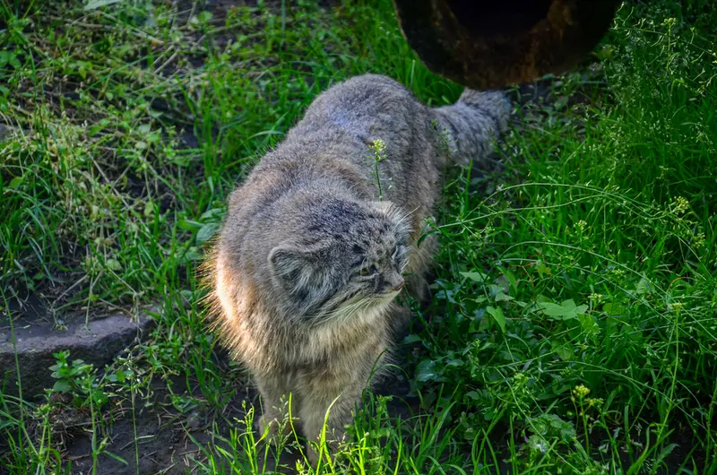 A photograph of Bohus in Budapest Zoo &amp; Botanical Garden