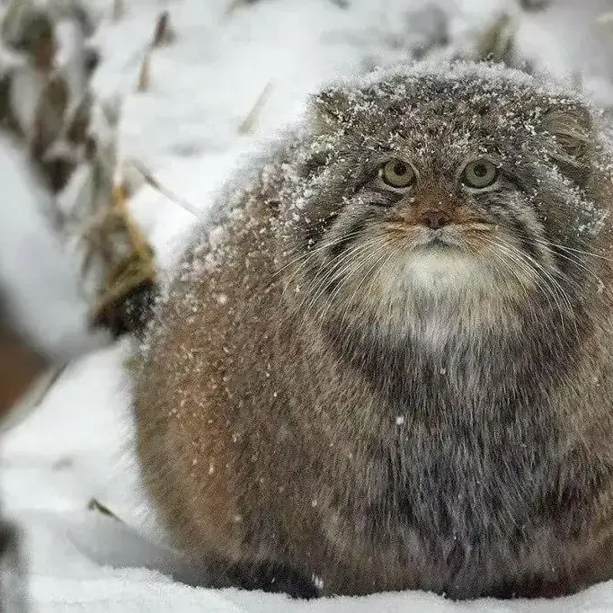 A photograph of Mia in Novosibirsk Zoo