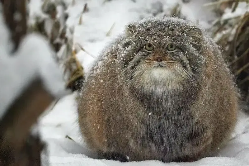 A photograph of Mia in Novosibirsk Zoo