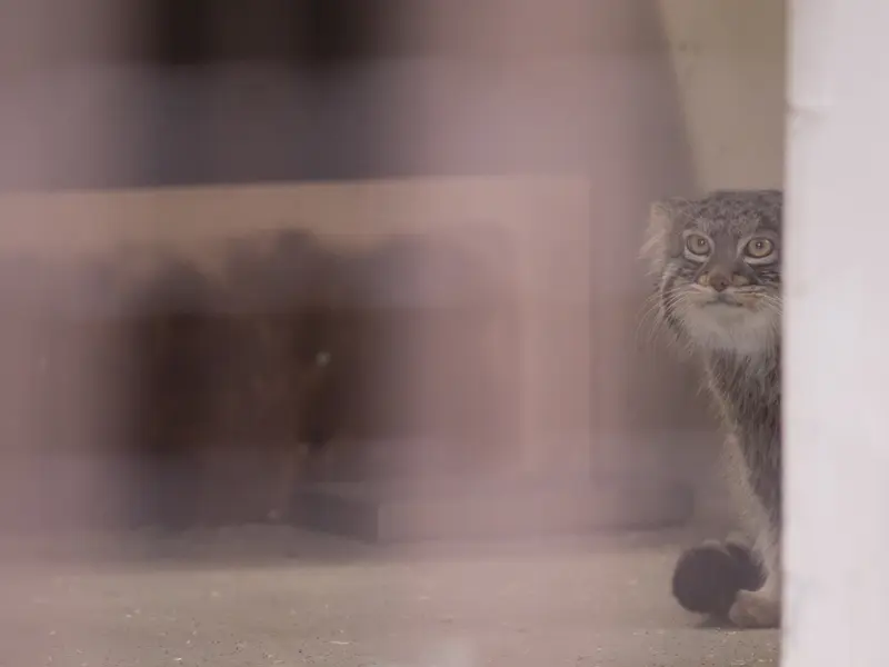 A photograph of Figa in Nogeyama Zoo