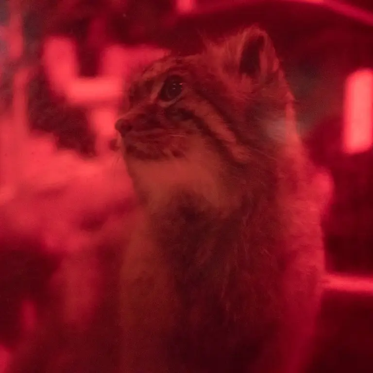 A photograph of Naim in Ueno Zoological Gardens