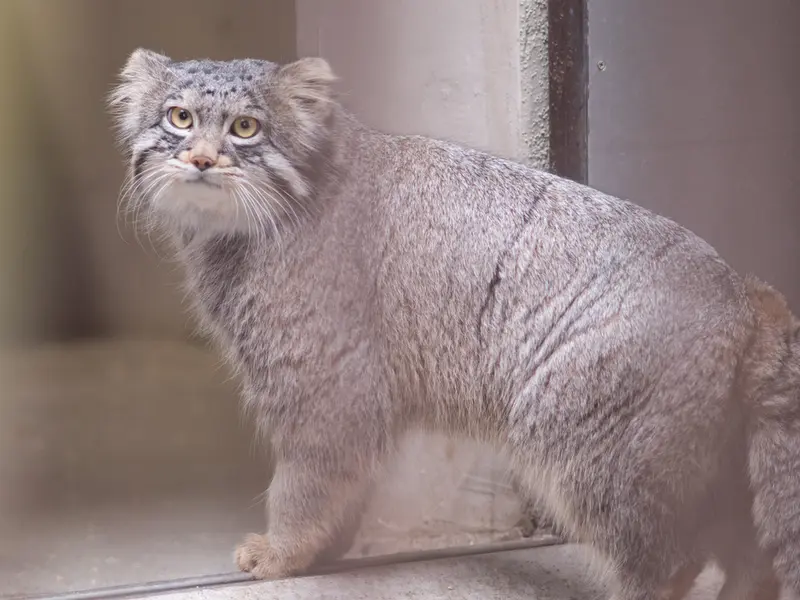 A photograph of Figa in Nogeyama Zoo