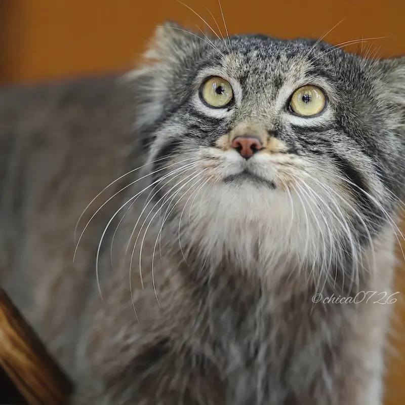 A photograph of Figa in Nogeyama Zoo