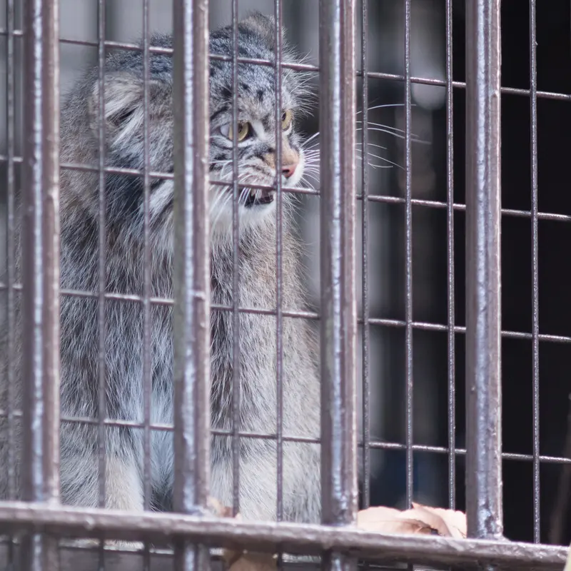 A photograph of Figa in Nogeyama Zoo