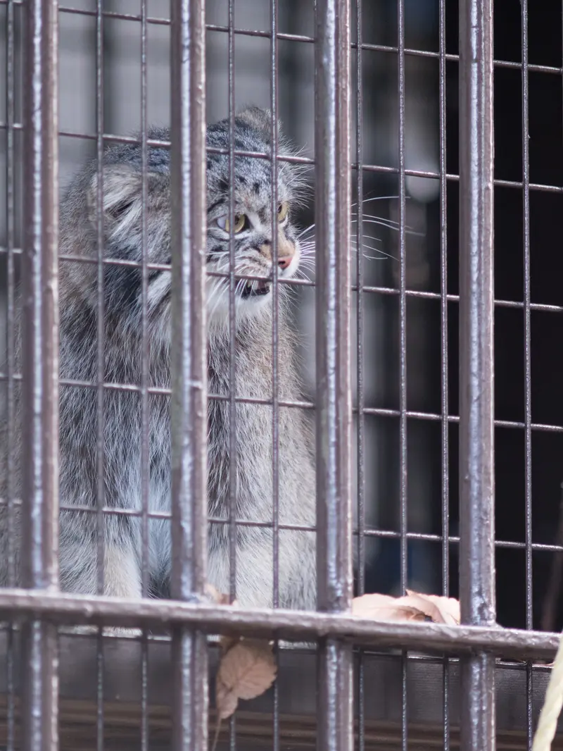A photograph of Figa in Nogeyama Zoo