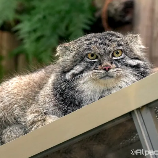 A photograph of Nar in Kobe Animal Kingdom