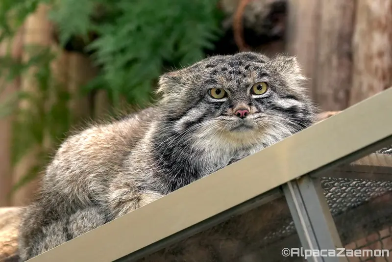A photograph of Nar in Kobe Animal Kingdom