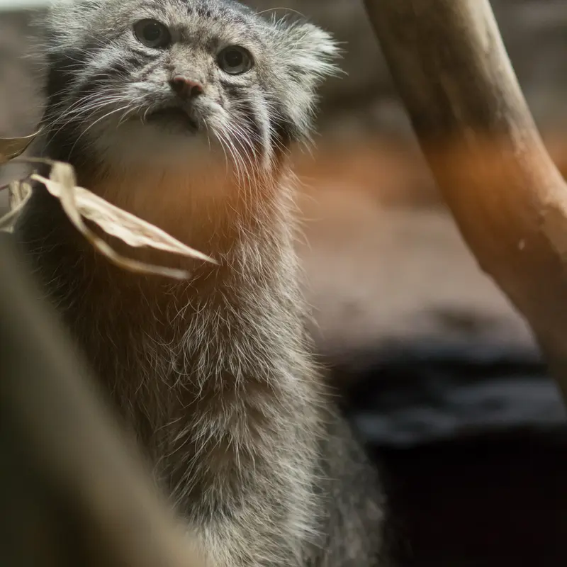 A photograph of Klyon in Ueno Zoological Gardens
