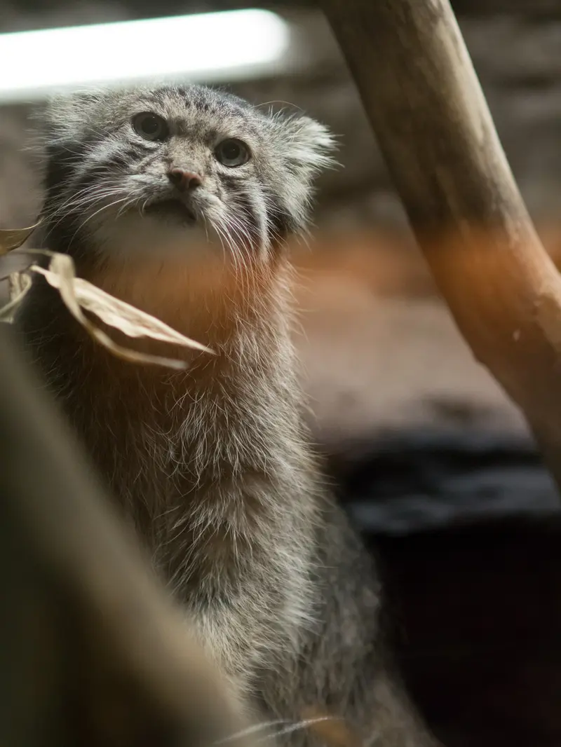 A photograph of Klyon in Ueno Zoological Gardens