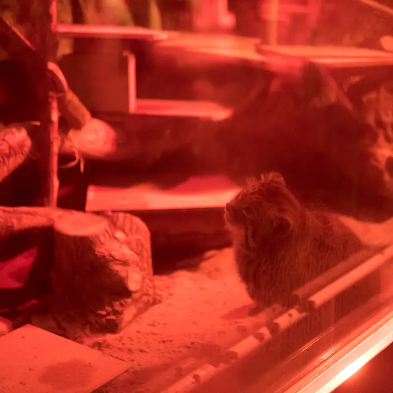 A photograph of Naim in Ueno Zoological Gardens