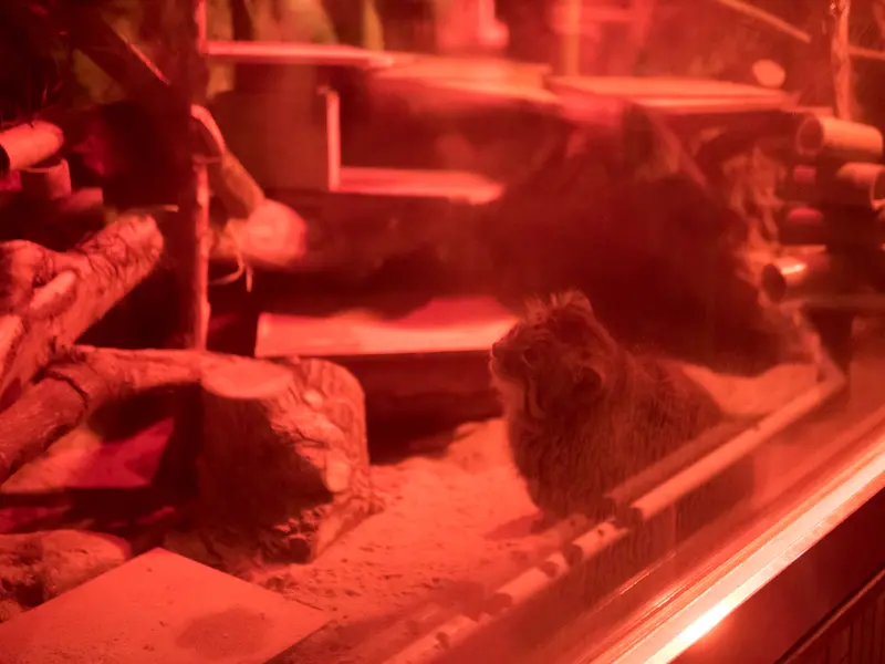 A photograph of Naim in Ueno Zoological Gardens