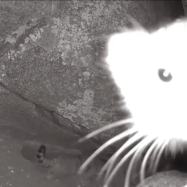 Seven minuls caught on a trail camera in Tuva, Russia! 😻