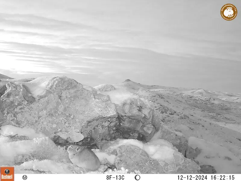 A photograph of Pika from Besshoky 1 camera trap