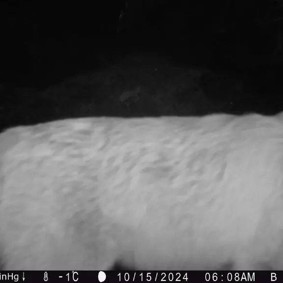 A photograph of Red fox from Egizkara [new] camera trap