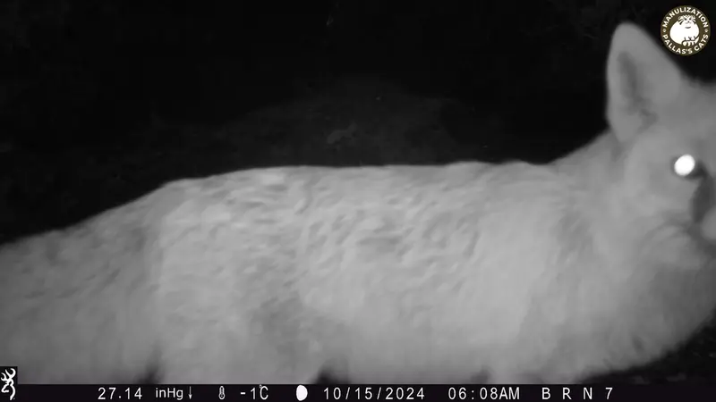 A photograph of Red fox from Egizkara [new] camera trap