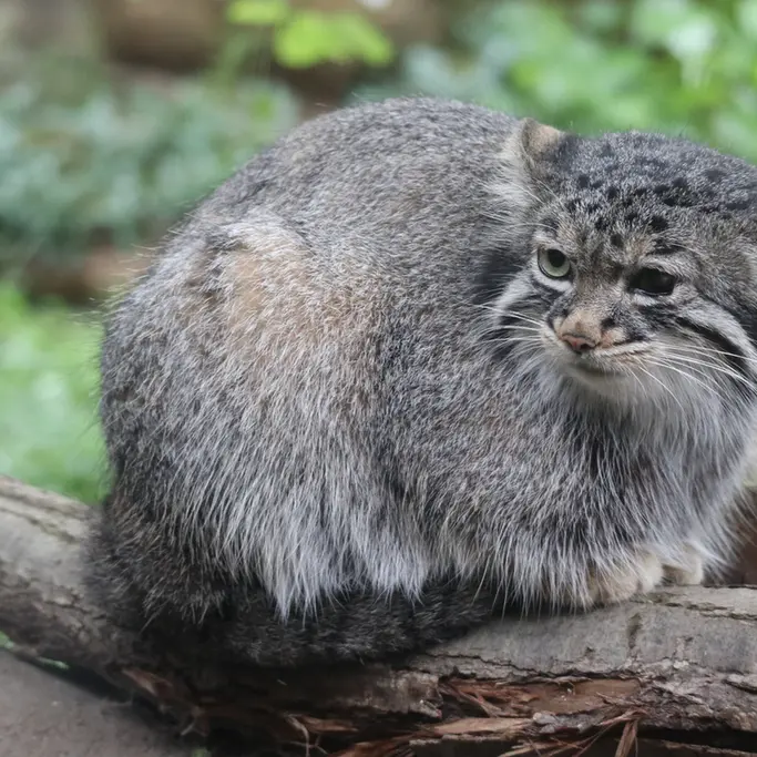 A photograph of Abrikos in Nasu Animal Kingdom