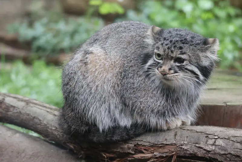 A photograph of Abrikos in Nasu Animal Kingdom